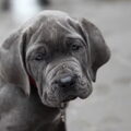 Mastino Napoletano