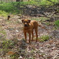 Tosa Inu