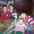 Anatolische herder