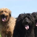 Gos d’Atura Català (Catalaanse herder)