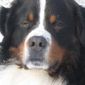 Berner Sennenhond