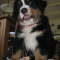 Berner Sennenhond