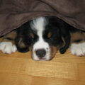 Berner Sennenhond