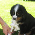 Berner Sennenhond
