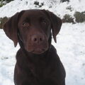 Labrador