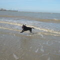 Labrador