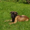 Cane Corso Italiano
