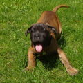 Cane Corso Italiano