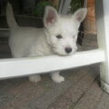 West Highland White Terrier