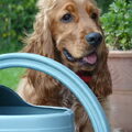 Engelse Cocker Spaniel