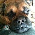Bullmastiff