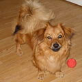 Pekingees