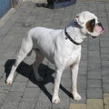 Boxer
