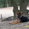 Duitse Herder