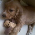 Engelse Cocker Spaniel