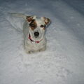 Jack Russell Terrier