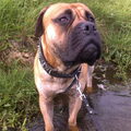 Bullmastiff