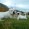 Amerikaanse Bulldog