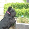 Schotse Terrier