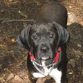 Engelse Pointer