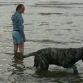 Dogo Canario