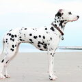 Dalmatische hond