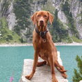 Vizsla (Hongaarse staande hond)