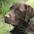 Labrador