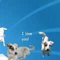 Jack Russell Terrier