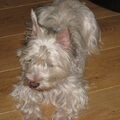 West Highland White Terrier