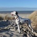 Dalmatische hond