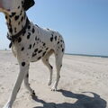 Dalmatische hond