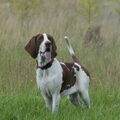 Bracco Italiano