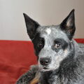 Australian Cattle Dog