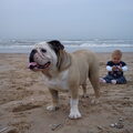 Engelse Bulldog