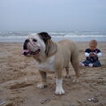 Engelse Bulldog
