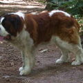 Sint Bernhard