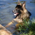 Oud Duitse Herdershond