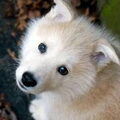 Alaskan Malamute