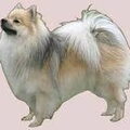 Keeshond, Klein