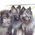 Keeshond, Klein