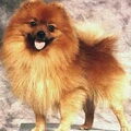 Keeshond, Klein
