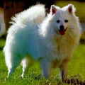 Keeshond, Klein