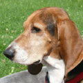 Basset Artesien Normand