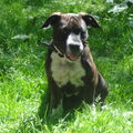 American Staffordshire Terrier