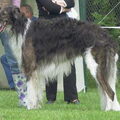 Barzoi