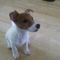 Jack Russell Terrier