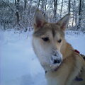 Laika, West Siberische