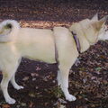 Laika, West Siberische
