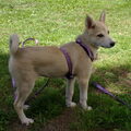 Laika, West Siberische